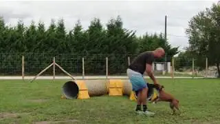 D&eacute;clic dog