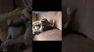 Pomsky VS bull terrier #puppy #bull #playing #fighting