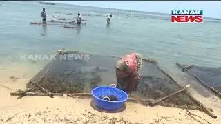 Algae Plucking In Gulf Of Mannar Sea Water By Women Folks
