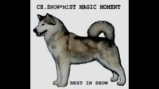1998 Alaskan Malamute Nationals in Carlisle Pennsylvania.