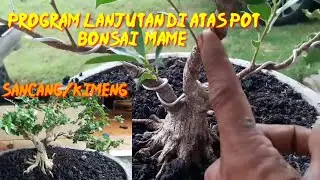 PROGRAM LANJUTAN BONSAI MAME SANCANG DAN KIMEMG DI ATAS POT