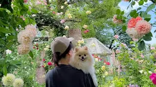 【愛犬同伴バスツアー】ポメラニアンと日帰り旅行