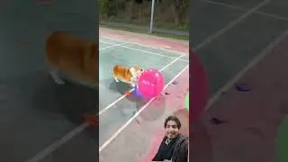 crushing balloon new gadget #gadgests #funny