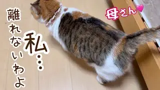 母を待つ猫、母についてくる猫、母から離れない猫