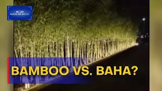 Mga kawayan, itinanim sa Maynila para raw makaiwas sa baha | #MukhaNgBalita