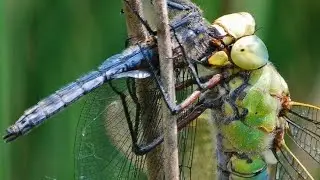 Dragon Fly Killing & Eating her partner😥. Must watch.. #wild #Insect