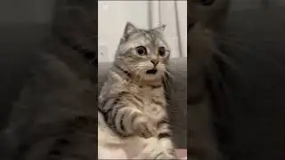 Would you#meme #youtubeshorts #cats #gifs