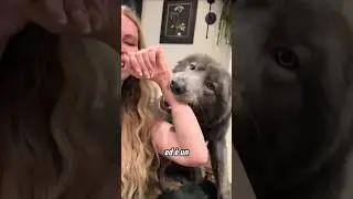 Questo cane lupo ha un cuore d'oro 🐺♥️