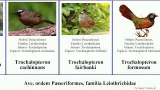 Ave, ordem Passeriformes, fam&iacute;lia Leiothrichidae garrulax turdoides trochalopteron birds striata