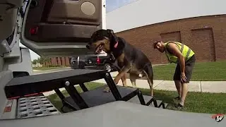My Trucking Life - PET STEPS FOR TRUCK - #1469