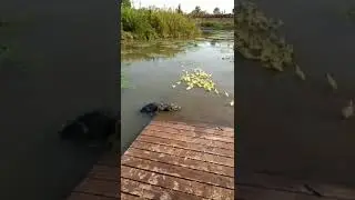 baby chicks 🐥 attacked by Crocodile 🐊