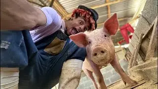LA GRANJA DE MARQUILIO 🐷😍 #funny #granja #comedy