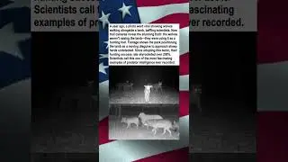 Wolves Use Lamb to Hunt Sheep