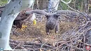 Irvin and USS8 PixCams U. S. Steel Bald Eagle Camera Live view cam 1 - Great view of the nest