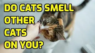 Can Cats Smell Other Cats Scent On You?