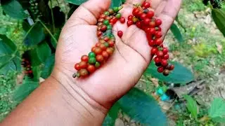 കുരുമുളക് വിളവെടുപ്പ് കാലമായി അറിഞ്ഞോ?