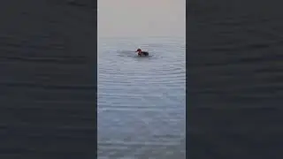 duck hunting video 2025