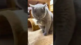This Cat's 😻Incredible! Short #syl_vester #shorts  #belovedcat