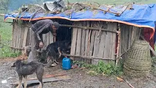 Rainy day in himalayan village | Traditional Shepherd Life in Remote Nepal |