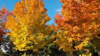 2025 Toronto Milliken Park 1