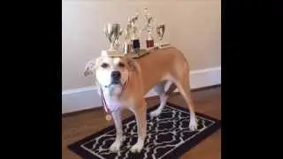 Trophy Case