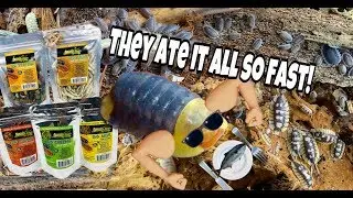 MY PET ISOPODS ATE ISO GRUB (DID THEY LIKE IT?!)