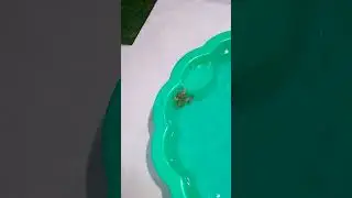 Kermit  the frog 🐸 in his swimming pool