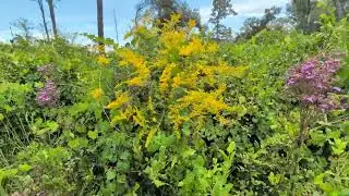 Giant Ironweed, Live Oak Trees & Tall Goldenrod at Lake Proctor Wilderness Area! Geneva, Florida 