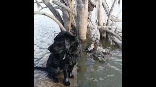 North Texas Retriever Trainers|Retriever Training