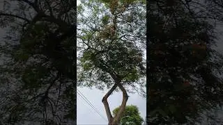 Intertwined Tipa | Palo Rosa | Tipuana  Tipu