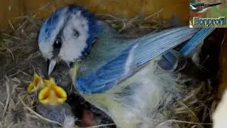 La mésange bleue.The blue Tit.