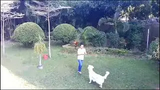 Testing the sample of AEE SELFLY drone while playing with the doggies @mamitinik