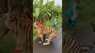 On Camera 🐅 Tiger Attacks Biker on Road! 😱 Sudden Chaos #shorts
