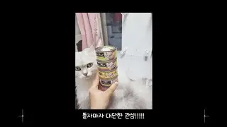 퍼시캣 습식캔 체험단 리뷰!!(fussie cat Wet Can Experience Review)