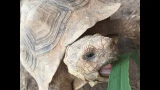 B&E REPTILES PILOT EPISODE!! TORTOISES!