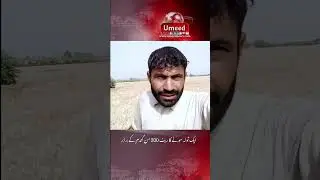 Wheat Price in 2025 In Pakistan - Umeed News