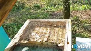 Sakupljanje propolisa sa LR košnice - Collecting propolis from the LR hive