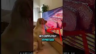 Он действительно думал, что это правда 😭🥩 #шорты