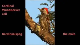 Cardinal Woodpecker call