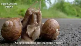 Виноградная улитка - спаривание - snail