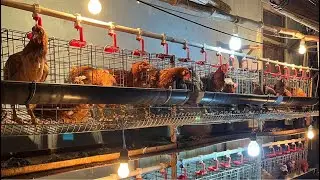 TERNAK AYAM PETELUR SKALA RUMAHAN