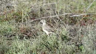 Australian Pipit