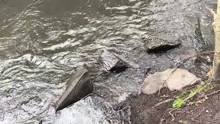 Rocks in the Water