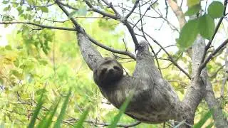 Magical Sloth is in Chill! New York,New Delhi, Sydney!