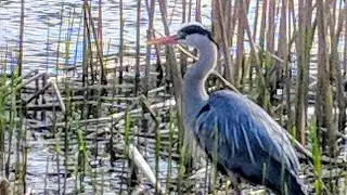 Gray Heron Enjoying in the Amsterdam Central Park