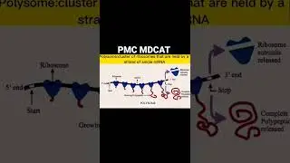 PMC Mdcat 2022||Past paper question||Dr Nayab Abro||Mr Edu Expert