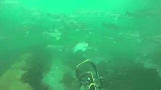 Shinnecock Bay Fun