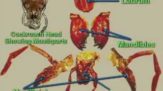 Cockroach dissection - Digestive system
