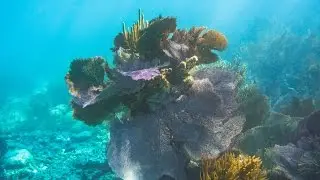 Snorkeling John Pennekamp Coral Reef State Park