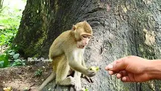Kenny is very adorable monkey, he's looks like SP JR